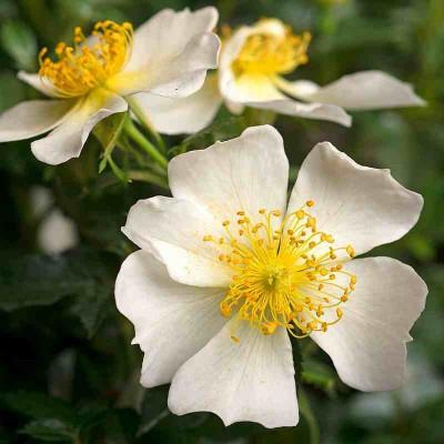 Rosa sans contraintes 'Rose du soleil'® – Vadrózsa