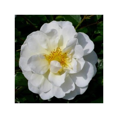 Rosa 'Schneekönigin®' - fehér talajtakaró rózsa
