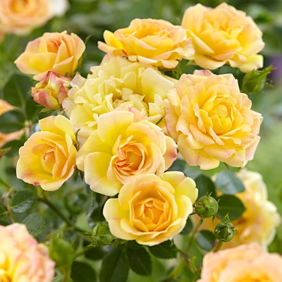 Rosa 'The Fairy Yellow' – Rózsa