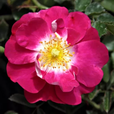 Rosa 'Hyperion' – rózsaszín - lila árnyalat - talajtakaró rózsa