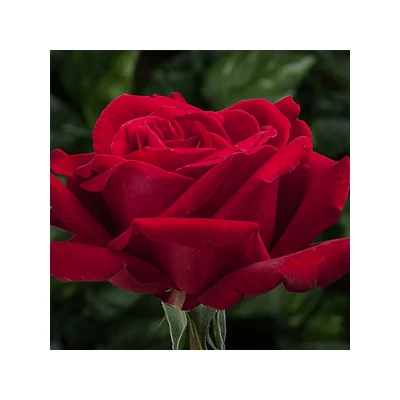 Rosa 'Poulman syn. Ingrid Bergman' -  Bordó, magastörzsű rózsaoltvány