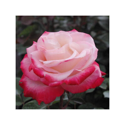 Rosa 'Nostalgie®' - krémfehér, a sziromszél piros teahibrid rózsa