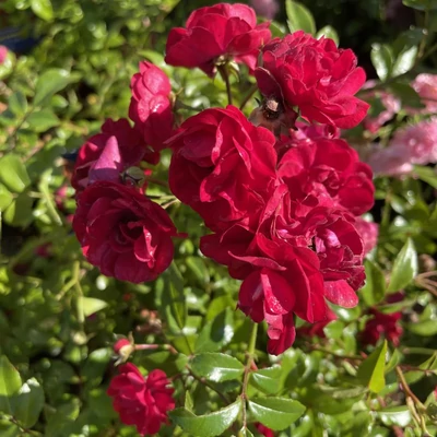Rosa 'Fairy Dance' - vörös - virágágyi polianta rózsa