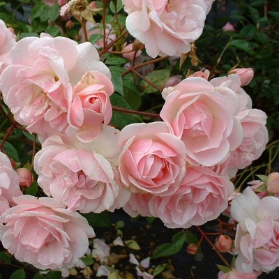 Rosa 'Mevrouw Nathalie Nypels' - rózsaszín - virágágyi floribunda rózsa