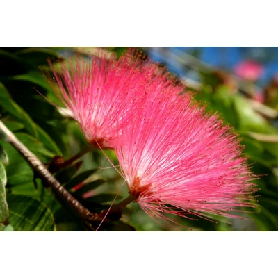 Albizia julibrissin 'Ernest Wilson' – Selyemakác