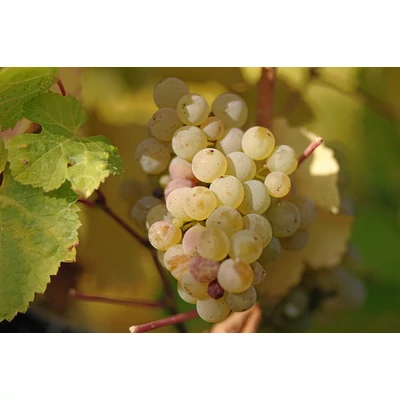 'Beogradszka bezszemena' (syn.: 'Belgrádi magnélküli') csemegeszőlő oltvány