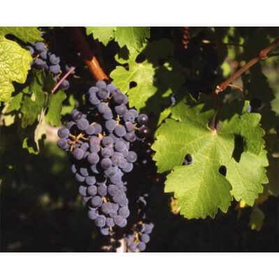'Cabernet sauvignon' vörös borszőlő
