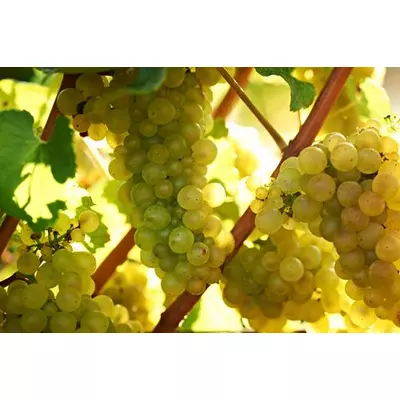 'Chardonnay' fehér borszőlő