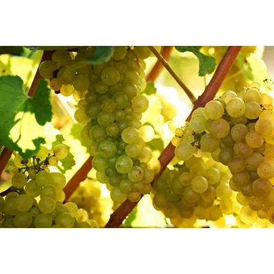 'Chardonnay' fehér borszőlő