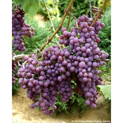 'Chasselas' piros csemegeszőlő