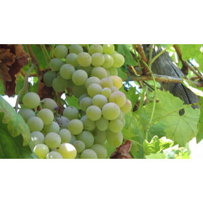 'Csabagyöngye' fehér csemegeszőlő