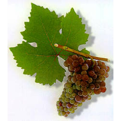 'Cserszegi fűszeres' fehér borszőlő