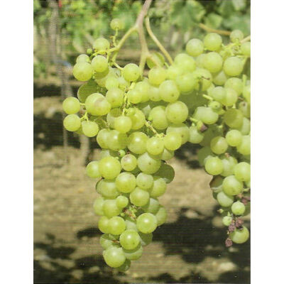 'Helikon' fehér magnélküli csemegeszőlő