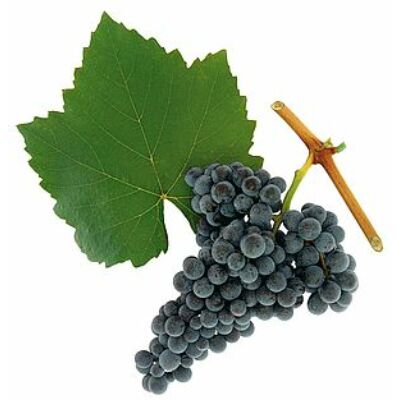 'Kékfrankos' vörös borszőlő