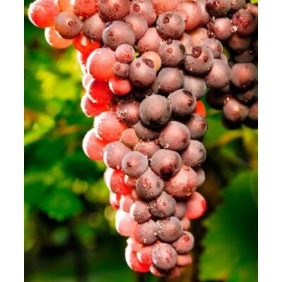 'Lidi' különleges csemegeszőlő