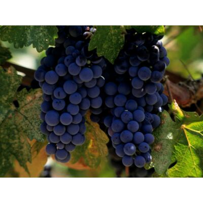 'Merlot' vörös borszőlő