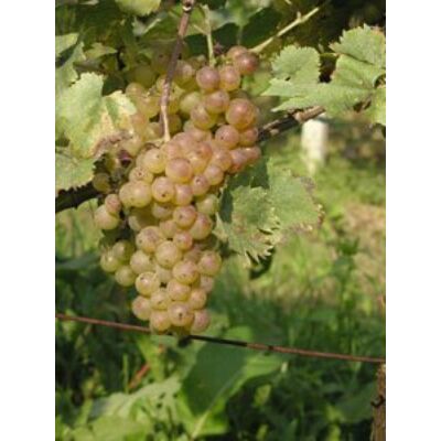 'Olaszrizling (P-20)' fehér borszőlő