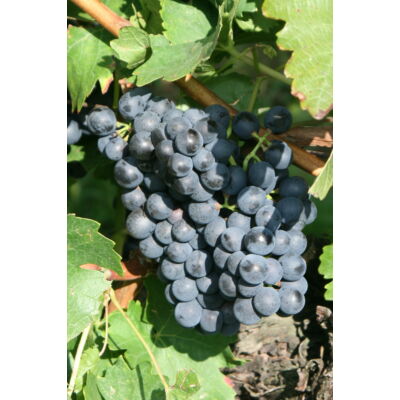 'Oportó' vörös borszőlő