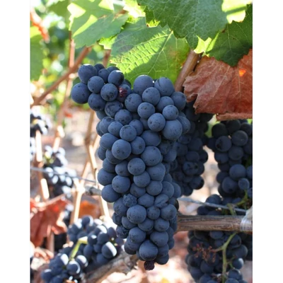'Pinot noir' (syn.: 'Kék burgundi', 'Kék kisburgundi', 'Kék rulandi', 'Blauer Burgunder', 'Savagnin noir' stb.)