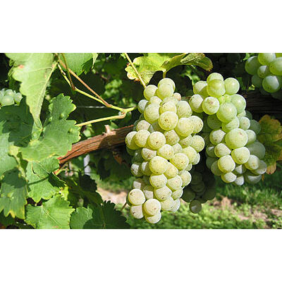 'Sauvignon Blanc' fehér borszőlő