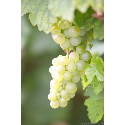 'Suzy' különleges csemegeszőlő