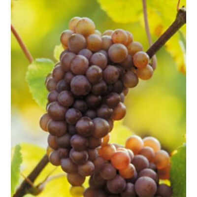 'Szürkebarát' fehér borszőlő