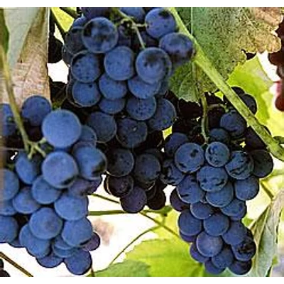 'Vénusz R' kék magnélküli csemegeszőlő