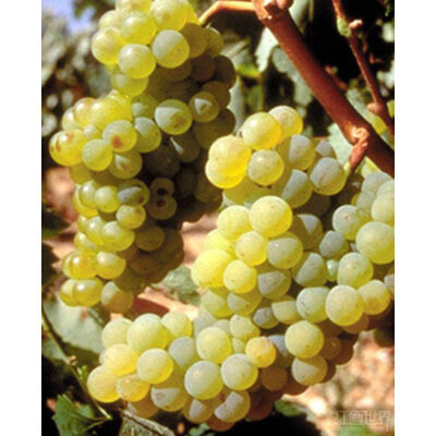 'Zenit' fehér borszőlő