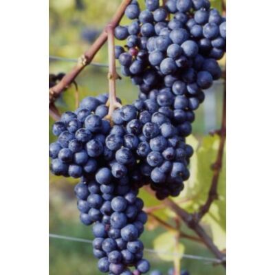 'Zweigelt' vörös borszőlő