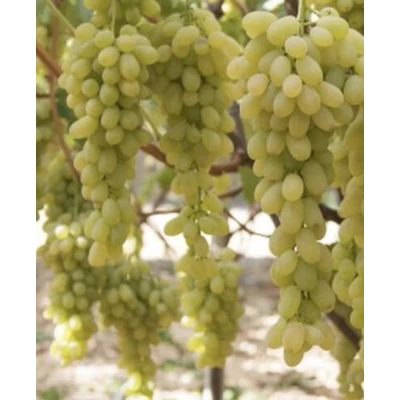 'Apirene Bianca' csemegeszőlő