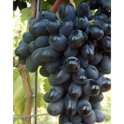 'Black Magic' különleges csemegeszőlő