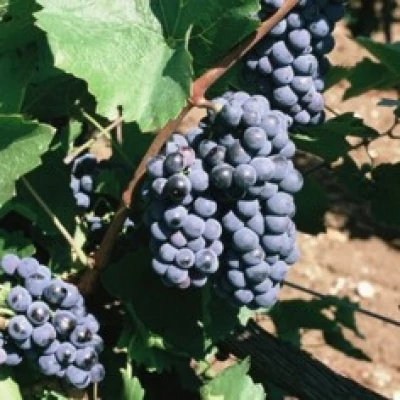 'Blauburger' vörös borszőlő