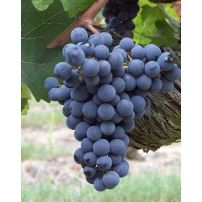'Cabernet Franc' vörös borszőlő