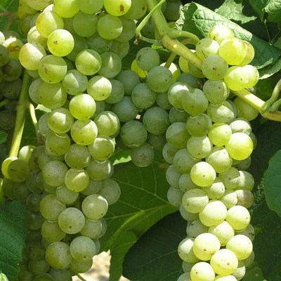 'Cayuga White' szőlő