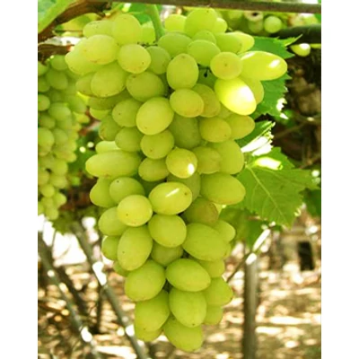 'Centenniál' magnélküli csemegeszőlő (rezisztens)