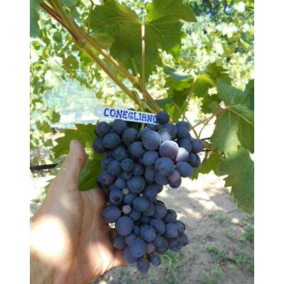 'Conegliano' különleges kék csemegeszőlő