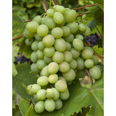 'Dabuki' fehér szőlő