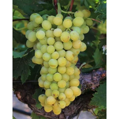 'Dawn seedless' magnélküli szőlő