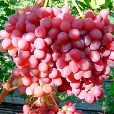 'Einset Seedless' magnélküli csemegeszőlő