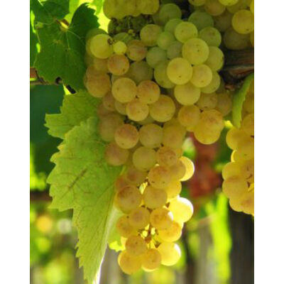 'Hárslevelű' fehér borszőlő