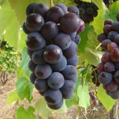 'Izabella' csemegeszőlő