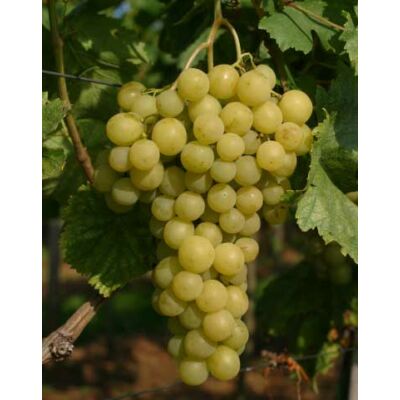 'Julszki biszer' szőlő