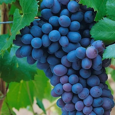 'Leon Millot' szőlő