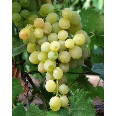 'Lilla' csemegeszőlő (mini-magos)