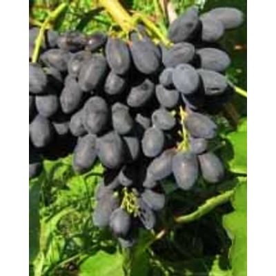 'Melinda' különleges csemegeszőlő