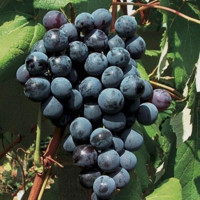 'New York Muscat' szőlő