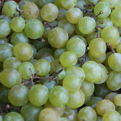 'Pölöskei muskotályos R' fehér borszőlő