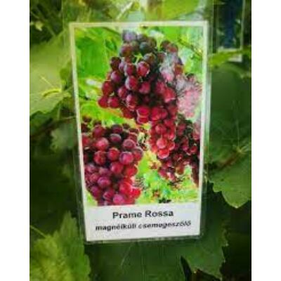 'Prame Rossa' magnélküli csemegeszőlő