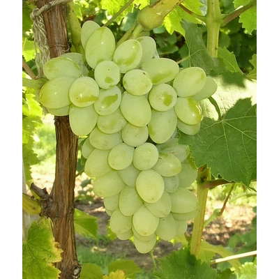 'Remaily Seedless' szőlő