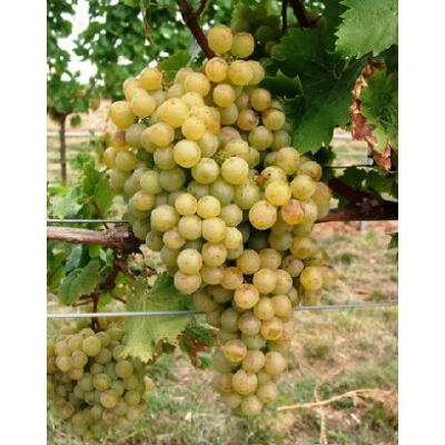 'Sárga muskotály' fehér borszőlő